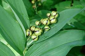 Image result for Stathmostelma pauciflorum