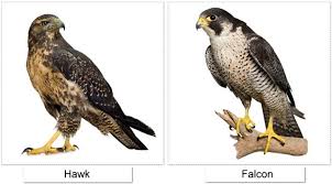 One rat can cause $14 of damage to a crop in a year. The Easy Way Of Distinguishing Between Hawks And Falcons Bird Eden