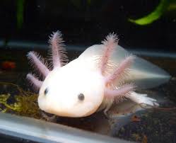 Bildergebnis für axolotl