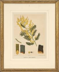 Image result for Acacia decurrens