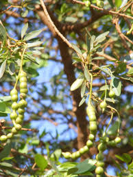 Image result for Maerua angolensis