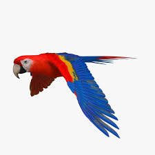 Parrot 3d Model Ara Macao Scarlet Macaw Parrot Macaw Macaw Parrot 3d Model