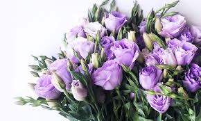 Image result for eustoma flamenco