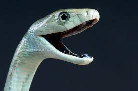 Black Mamba Dendroaspis Polylepis Black Mamba Snake Mamba Snake Poisonous Snakes