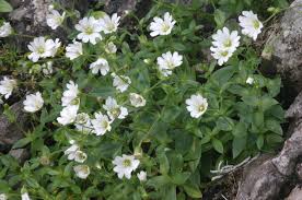 Image result for Cerastium