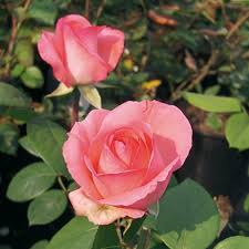 What kind of rose did louis de funes plant? Louis De Funes Edelrose Gartnerei Schwitter Ag