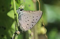 Image result for Dolichos pseudocajanus