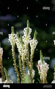 Image result for Hebenstretia