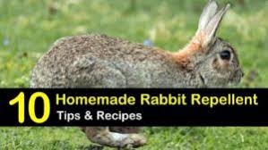 Here's how to keep them out of the garden and away from your yard. 10 Easy To Follow Rabbit Repellent Solutions