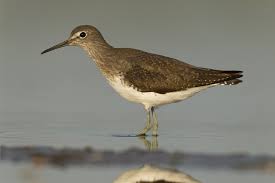 Image result for Trachypogon chevalieri