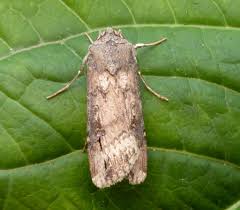 Image result for Agrotis ipsilon