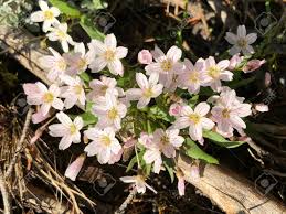 Same day delivery · from $19.99 · 20% off all items Common Mouse Ear Flowers Or Chickweed White Wildflowers Of Pacific Northwest Washington State United States Of America Stock Photo Picture And Royalty Free Image Image 101537003