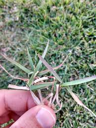 Time to green zoysia grass conserves its energy until the temperatures are consistently warm, which often occurs in mid to late spring. Why Is My Zoysia Grass Turning Red Gardening Landscaping Stack Exchange