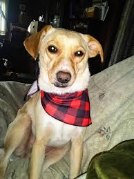 What an awesome time we had. Happy, dirty & tired pooches! ❤️🐾