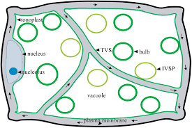 We did not find results for: Schematic Diagram Presents The Vacuole And Vacuolar Structures In Plant Download Scientific Diagram