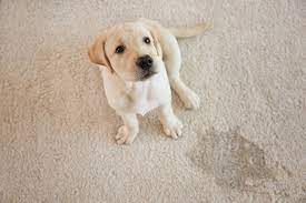The smell can linger long after cleanup. How To Remove Pet Urine Stains And Smells From Carpet Shiny Carpet Cleaning