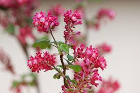 Raspberries are an economically significant crop throughout much of northern europe, as well as in the united states and canada. Flowers Bush Raspberry Free Photo On Pixabay