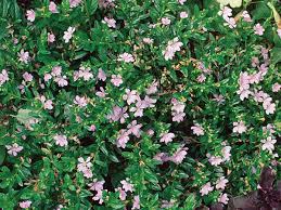 These florida perennials fo well in florida gardens and are drought tolerant and very low maintenance. Plants That Like It Hot Finegardening