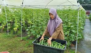 Bercucuk tanam di rumah merupakan salah satu aktiviti yang anda boleh buat bersama keluarga. Cari Duit Poket Dari Tanam Sayur Suami Ni Kongsikan Cara Isterinya Buat Keluarga