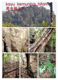 Pokok kemuning yang hidup pun tidak akan dipotong sewenangnya bagi mendapatkan terasnya.hanya pokok yang telah tumbang dimana hidupnya dikawasan lereng bukit yang memungkinkan ada terasnya.hidupnya pula, ada jenis pokok kemuning yang hidup tumbuh diatas. Info Makanan Sihat Siaran Facebook