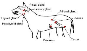 Endocrine System Worksheet Answers Wikieducator