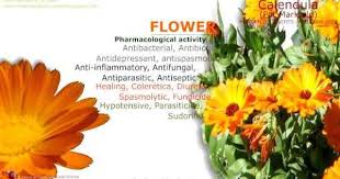 Calendula Pot Marigold Benefits Garden Marigold