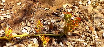 Image result for Multidentia concrescens