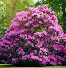 Image result for Buchnerodendron