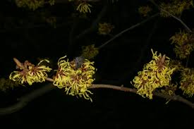 Image result for Hamamelis mollisi
