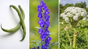 Welche pflanzen enthalten toxische stoffe? Giftige Pflanzen Im Garten Finger Weg Von Diesen Gewachsen Video Stern De