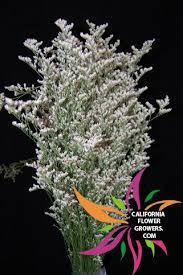 Browse classifieds in grand junction, colorado to find college housing, internships, tutors, student loans, textbooks and scholarships. San Diego Wholesale Flowers Florist Bouquets White Misty Wholesale Flowers Flower Guide Flower Delivery