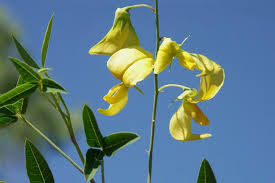 Image result for Crotalaria parvula