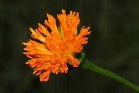 Image result for Hypericophyllum