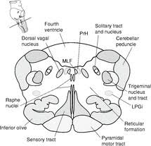 Brainstem nuclei serve a similar purpose, as they are the central networks through which nerve cells and nerves originate and perform their functions. Brainstem Chapter 10 The Brain And Behavior