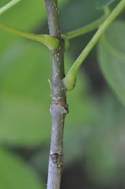 Image result for Olax aschersoniana