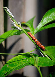 Black And Yellow Striped Caterpillar Georgia Zebra Longwing And Gulf Fritillary Butterfly Caterpillars Feast Together On A Passionflower Vine Moth Species Botanical Gardens Passion Flower
