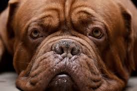 Top 10 Dog Breeds With The Strongest Bite