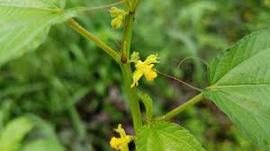Image result for Corchorus olitorius