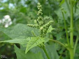 Image result for Chenopodiastrum