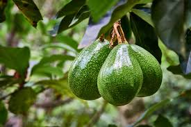 Propiedades De La Semilla Y Hoja De Aguacate