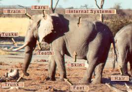 Image result for elephant anatomy