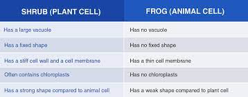 Plant cell and animal cell differences table. Differences And Similarities Between Plant And Animal Cells Matter