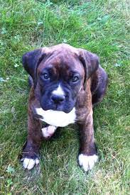 Boxer Puppy Belle Reverse Brindle Boxer Boxer Puppies Boxer Dogs Brindle Boxer