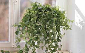 Kletterfeige Als Zimmerpflanze Zimmerpflanzen Pflanzen Ficus Pumila