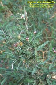 Image result for Lippia praecox