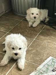 While many designer breeds can be tracked to a certain year or breeder, the maltipoo has a less documented if you're considering adopting a maltipoo puppy, make sure you understand this breed's special health considerations. Maltipoo Puppy For Sale In Jasper Ga Adn 33925 On Puppyfinder Com Gender Male Age 6 Weeks Old Maltipoo Puppy Maltipoo Puppies For Sale Maltipoo
