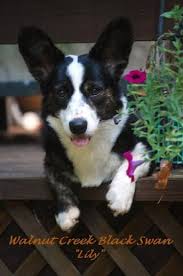 Black And Brown Corgi Black And White With Brindle Points Corgi Welsh Corgi Cardigan Corgi