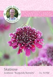 Claus Dalby Skabiose Scabiosa Burgundy Bonnets Kob Online Pa Bilka Dk Skabiose Pflanzen Garten