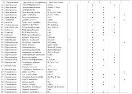 Image result for Maerua grantii