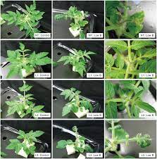 Tomato plants can develop disorders that distort plants and blemish fruits. Shoot Development Of Transgenic Tomato Plants Expressing Atbor1 Under Download Scientific Diagram